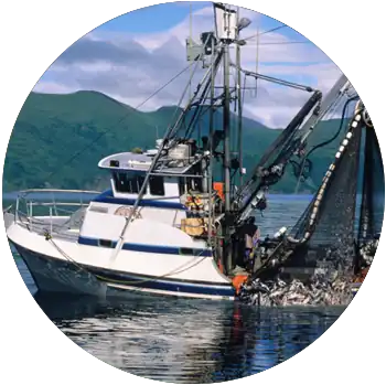 A commercial fishing boat is on a lake hauling a load of fish inside a net.